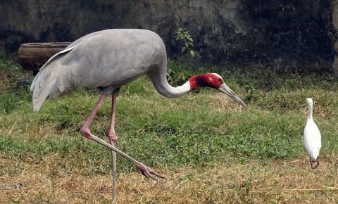 Gradina Zoologica din Calcutta